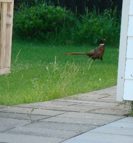20100628_311